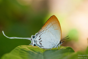 Картинка животные бабочки +мотыльки +моли крылья макро бабочка фон усики