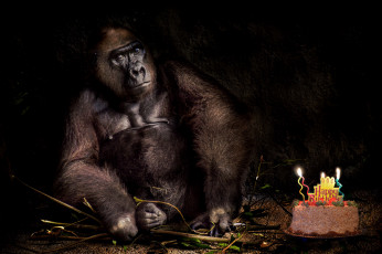 обоя животные, обезьяны, обезьяна, день, рождения, праздник, торт