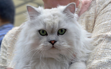 Картинка животные коты кот кошка пушистая морда взгляд