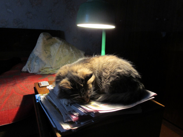 Обои картинки фото животные, коты, кошка, лампа, настольная, свет