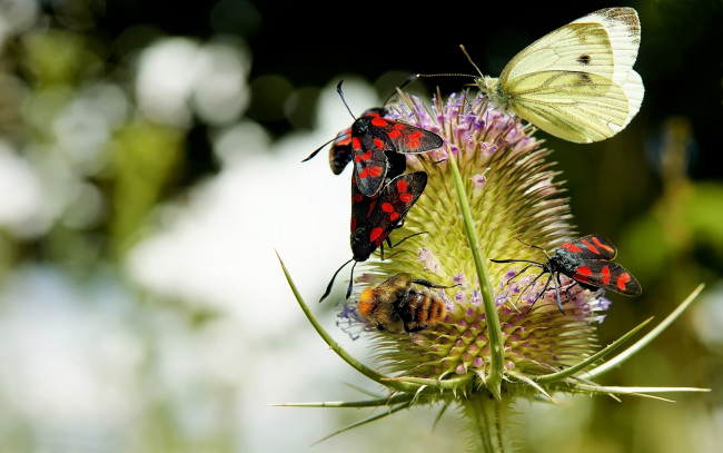 Обои картинки фото животные, бабочки,  мотыльки,  моли, нектар, цветок, пчела