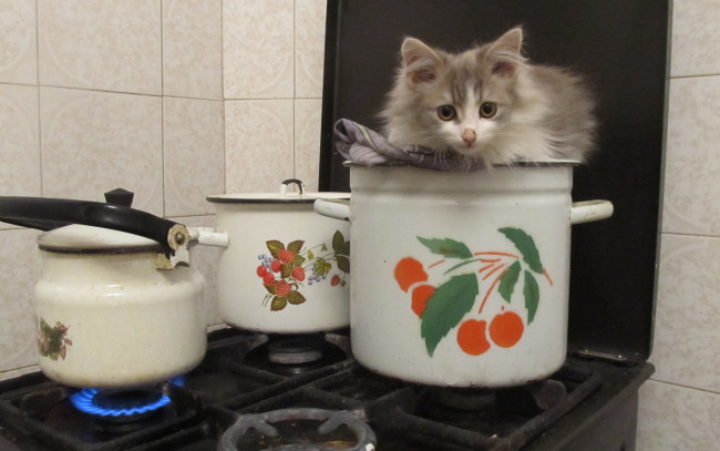 Обои картинки фото животные, коты, котенок, посуда, кухня, греется