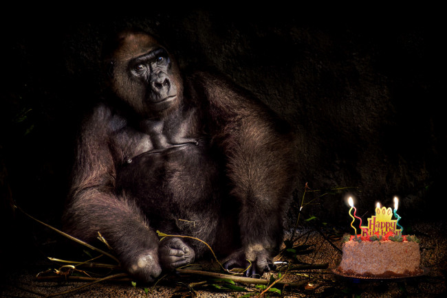 Обои картинки фото животные, обезьяны, обезьяна, день, рождения, праздник, торт