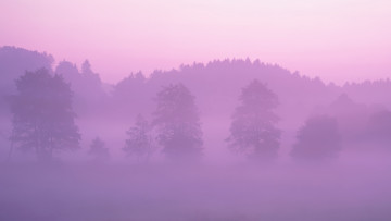 Картинка природа деревья утро туман