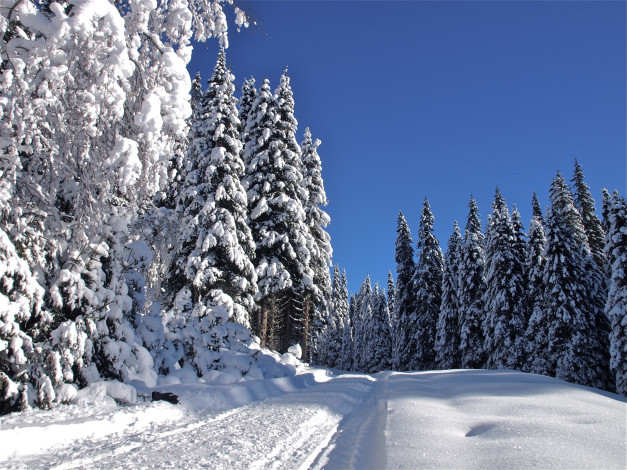Обои картинки фото природа, зима, деревья, дорога, пейзаж, снег
