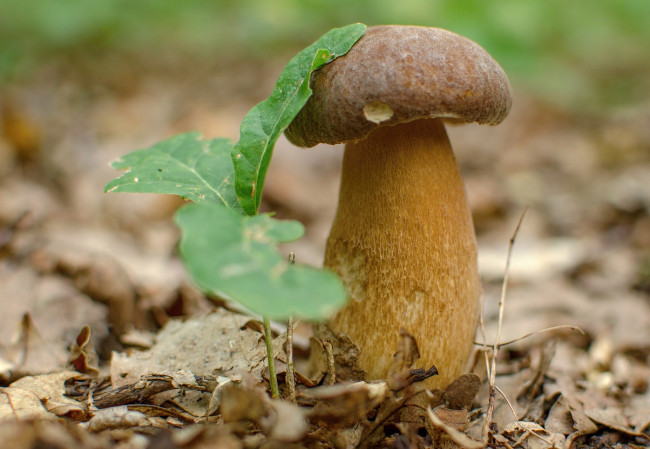 Обои картинки фото природа, грибы, грибок