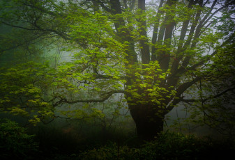 Картинка природа деревья дымка дерево лес