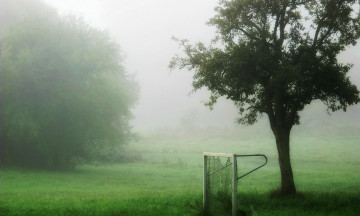 Картинка природа деревья дерево туман ворота трава лужайка
