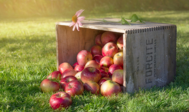 Обои картинки фото еда, Яблоки, цветок, яблоки, трава, ящик