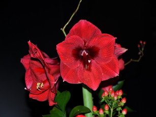 Картинка цветы амариллисы гиппеаструмы амарилис