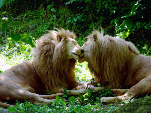 обоя животные, львы