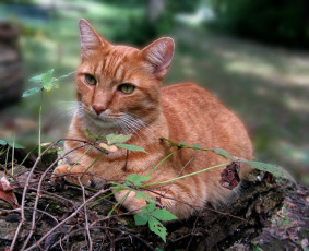 Картинка животные коты листья глаза