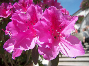 Картинка азалия цветы рододендроны азалии