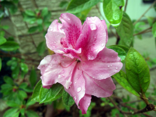 Картинка азалия цветы рододендроны азалии