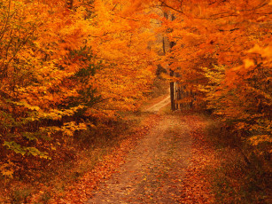 обоя природа, дороги, осень, листья, лес, деревья