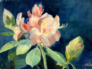 Картинка рисованные цветы азалия