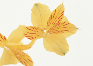 Картинка цветы альстромерия белый лепестки фон