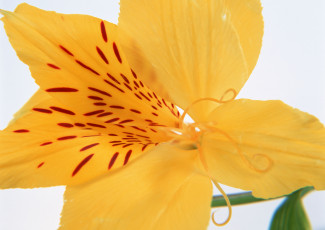 Картинка цветы альстромерия фон белый лепестки