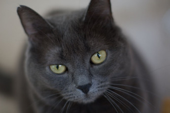 Картинка животные коты cat глаза