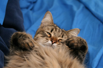 Картинка животные коты сонный кот
