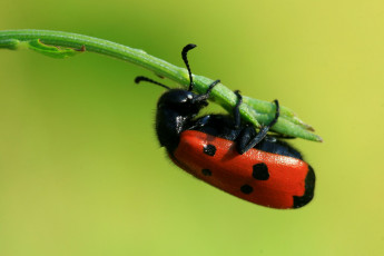 Картинка животные насекомые жук травинка макро