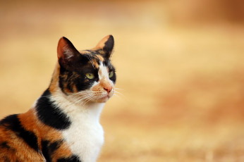Картинка животные коты черепаховая кошка