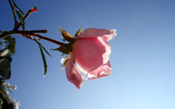 Картинка цветы розы снег