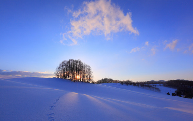 Обои картинки фото природа, зима, снег, восход, утро, деревья, пейзаж