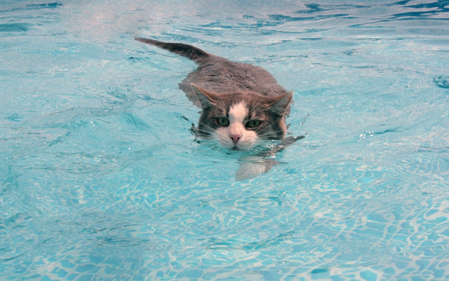 Обои картинки фото животные, коты, пловец, заплыв, вода