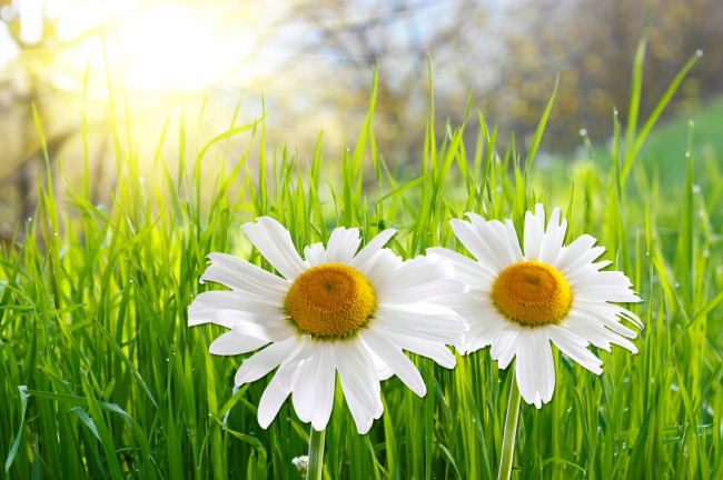 Обои картинки фото ромашка, цветы, ромашки, в, траве, трава, солнце