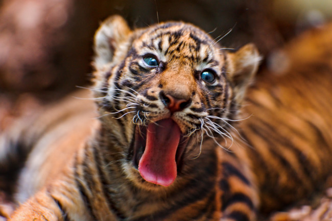 Обои картинки фото животные, тигры, тигрёнок, язык, пасть