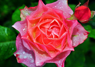 Картинка цветы розы роса капли макро лепестки бутон