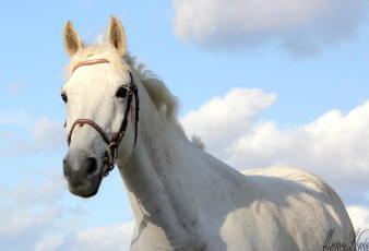 Картинка животные лошади белый грива