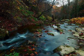 Картинка природа реки озера осень лес ручей