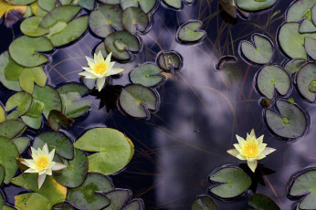 Картинка цветы лилии водяные нимфеи кувшинки желтый листья вода