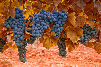 Картинка природа Ягоды виноград лоза осень листья гроздья синий
