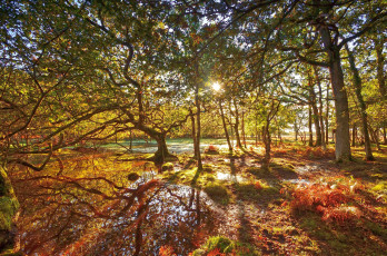 Картинка природа лес деревья солнце свет ветки