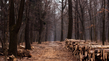 Картинка природа дороги лес дорога path wood lumber trees trail forest