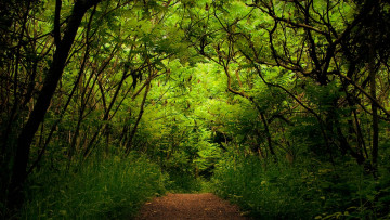 Картинка природа лес акации деревья зелень тропинка