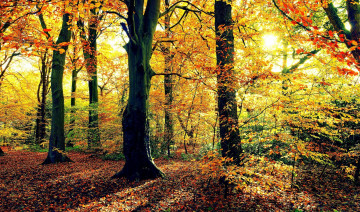Картинка природа деревья осень лес солнце листва