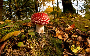 обоя природа, грибы, мухомор, гриб, лес, осень, листья, холм
