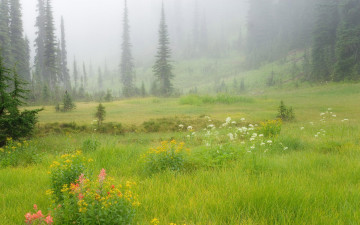 Картинка природа луга деревья елки туман трава луг цветы