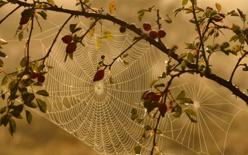 Картинка природа макро паутина шиповник
