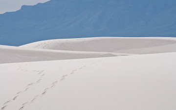 Картинка природа пустыни пустыня песок следы