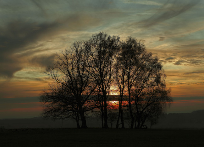 Обои картинки фото природа, деревья, закат, ветки, вечер