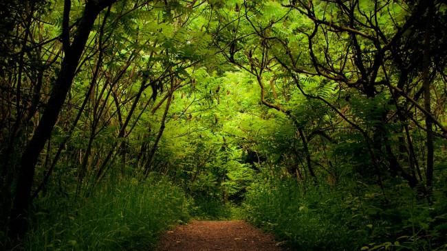 Обои картинки фото природа, лес, акации, деревья, зелень, тропинка