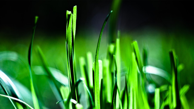 Обои картинки фото трава, природа, макро, фото, зелёная