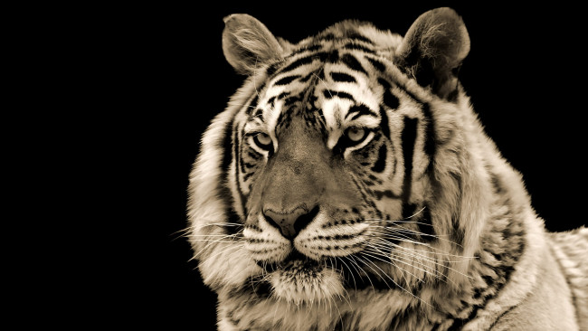 Обои картинки фото животные, тигры, тигр