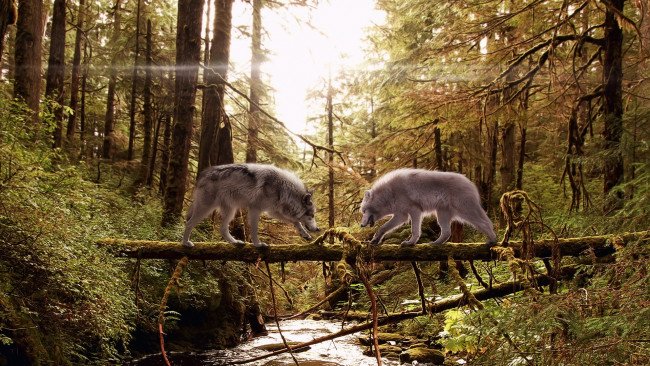Обои картинки фото животные, волки, лес, река