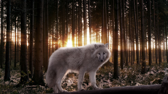 Обои картинки фото животные, волки, лес, волк
